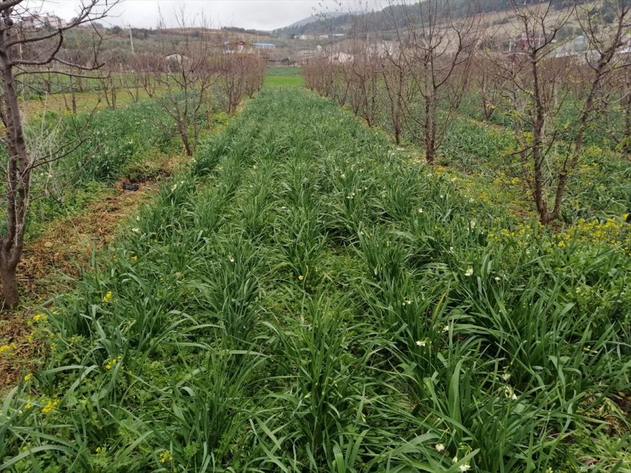 Mersin'de Dolu Yağışı 600 Dekar Tarım Arazisine Zarar Verdi