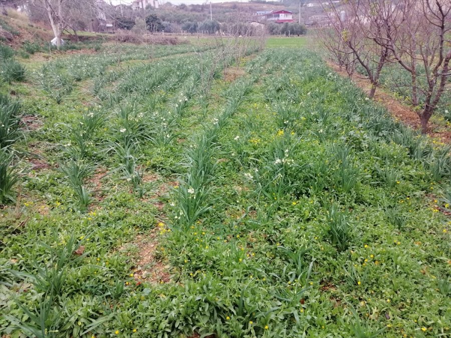 Mersin'de Dolu Yağışı 600 Dekar Tarım Arazisine Zarar Verdi