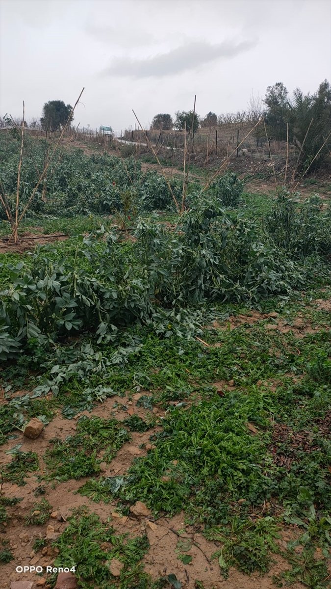 Güncelleme - Mersin'de Dolu Yağışı 600 Dekar Tarım Arazisine Zarar Verdi