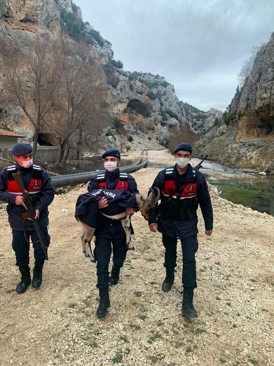 Mersin'de Jandarmanın Bulduğu Yaban Keçisi Yavrusu Doğaya Salınacak