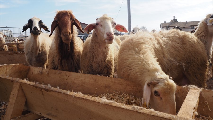 Tarım İşçisi Devlet Desteği Sayesinde Sürü Sahibi Oldu