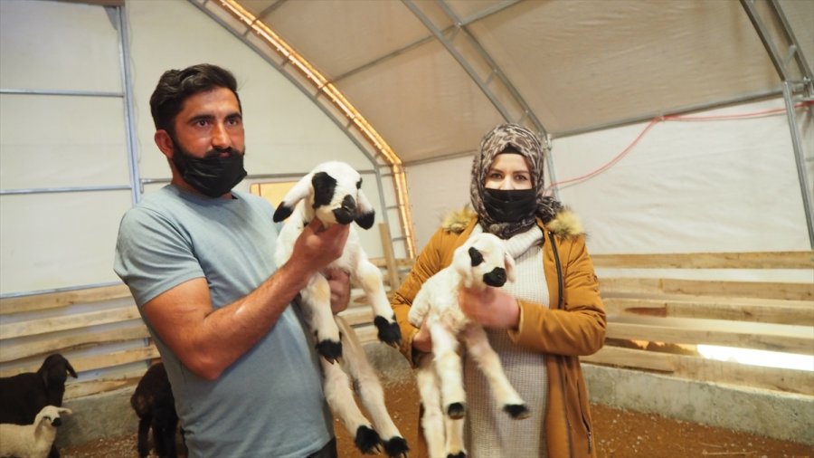 Tarım İşçisi Devlet Desteği Sayesinde Sürü Sahibi Oldu