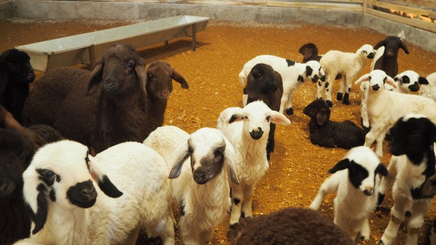 Tarım İşçisi Devlet Desteği Sayesinde Sürü Sahibi Oldu