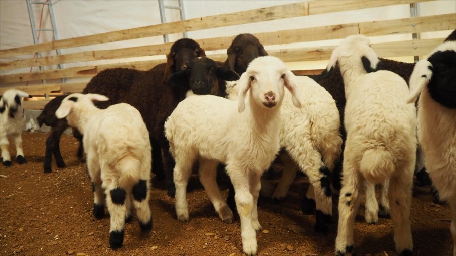 Tarım İşçisi Devlet Desteği Sayesinde Sürü Sahibi Oldu