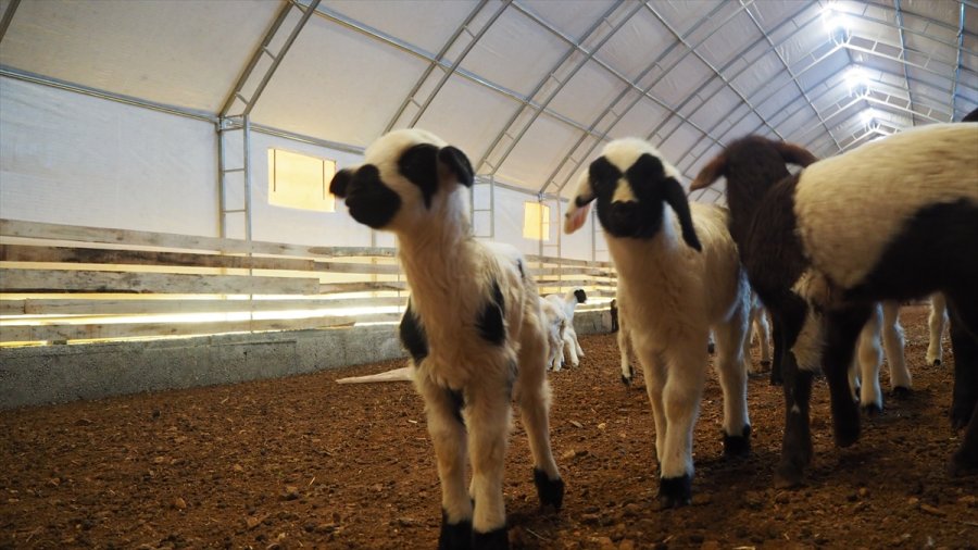 Tarım İşçisi Devlet Desteği Sayesinde Sürü Sahibi Oldu