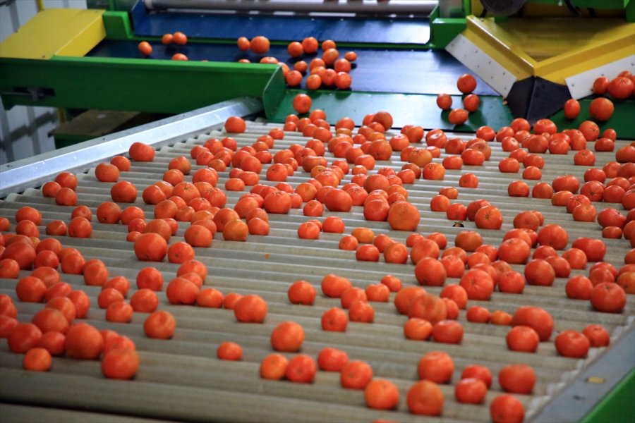 Türk Narenciyesini 2020'de En Çok Ruslar Tüketti