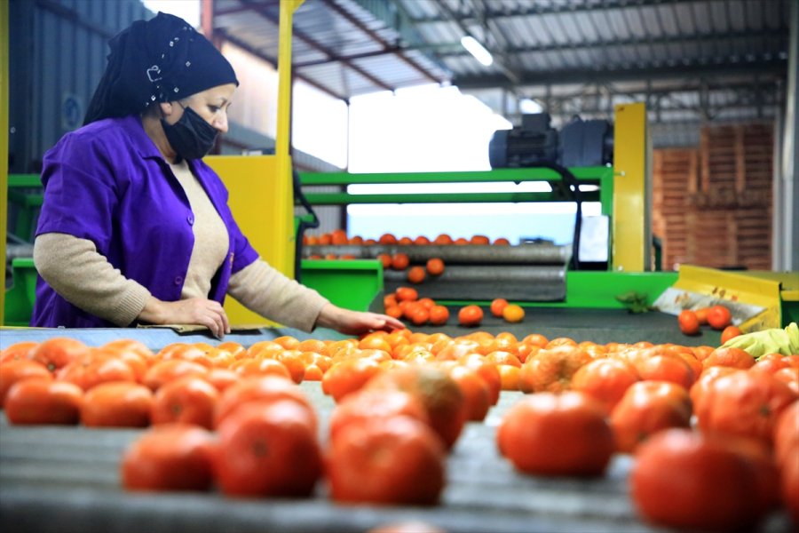 Türk Narenciyesini 2020'de En Çok Ruslar Tüketti