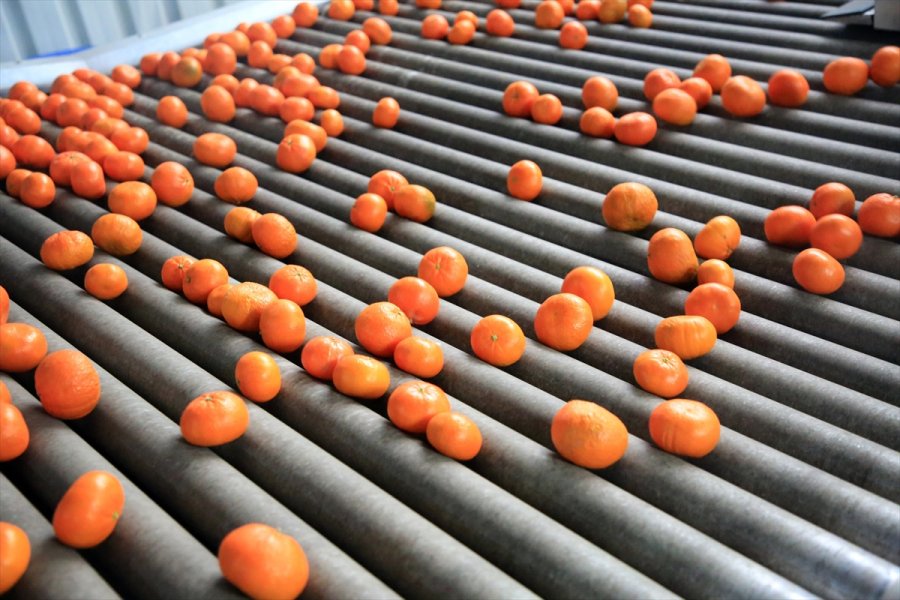 Türk Narenciyesini 2020'de En Çok Ruslar Tüketti