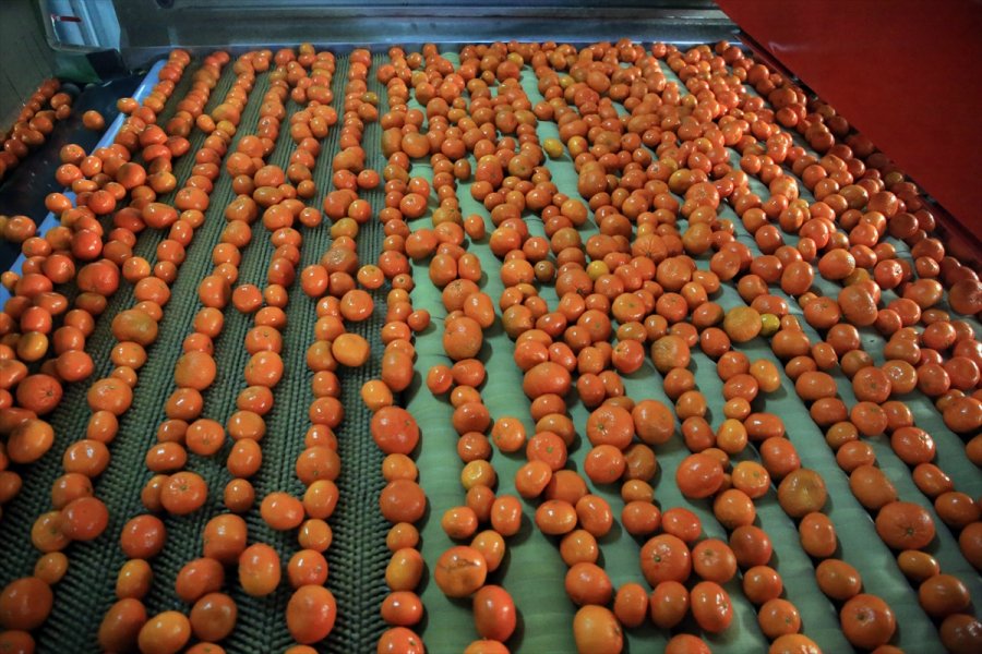 Türk Narenciyesini 2020'de En Çok Ruslar Tüketti