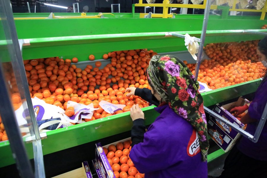 Türk Narenciyesini 2020'de En Çok Ruslar Tüketti