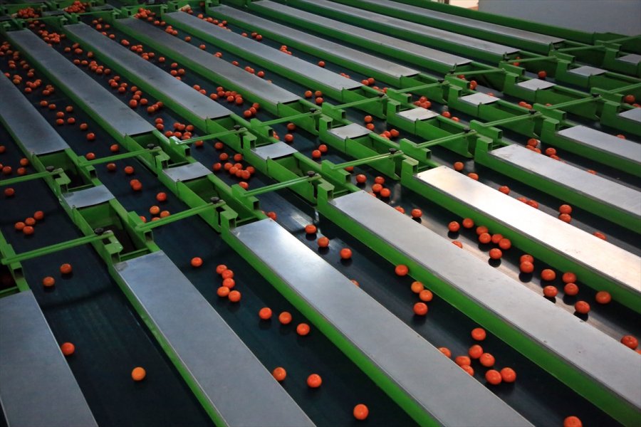 Türk Narenciyesini 2020'de En Çok Ruslar Tüketti