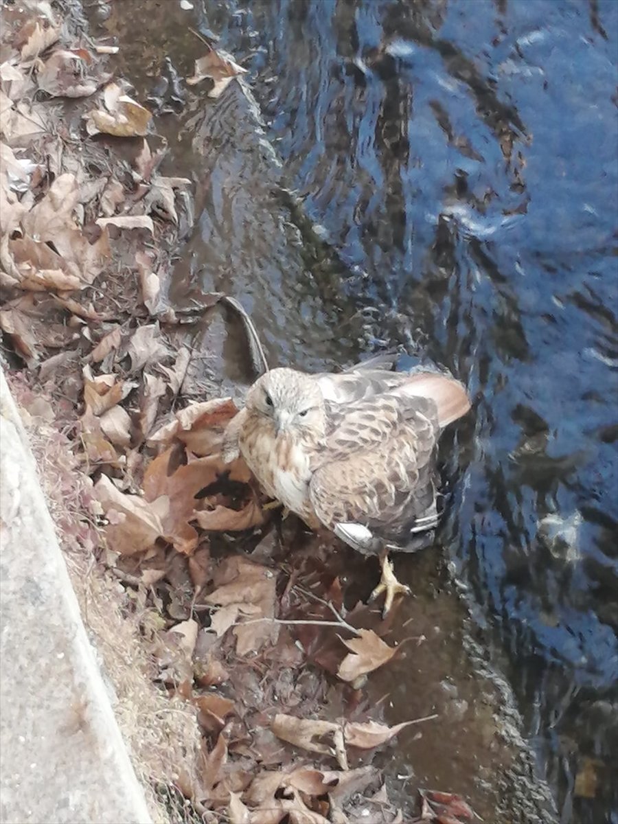 Bozkır'da Jandarma Ekipleri Yaralı Kızıl Şahine Yardım Eli Uzattı
