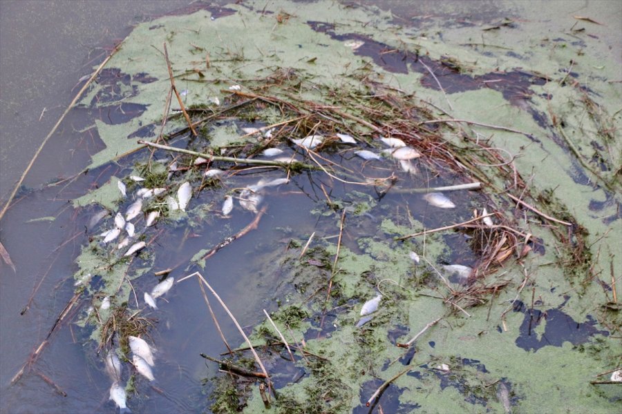 Eskişehir'de Porsuk Çayı'nda Balık Ölümleri Tespit Edildi