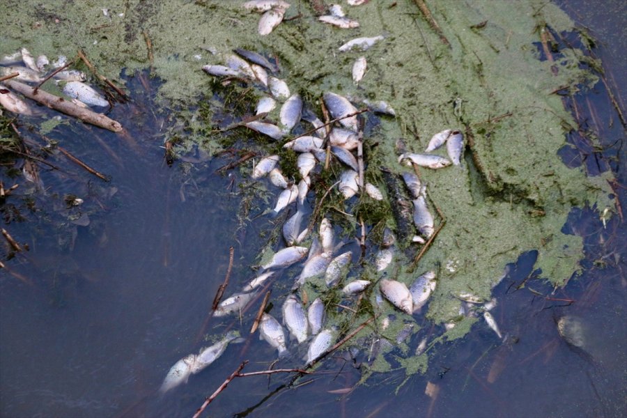 Eskişehir'de Porsuk Çayı'nda Balık Ölümleri Tespit Edildi