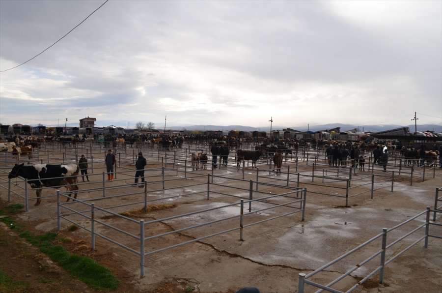 Ilgın'daki Hayvan Pazarı Yeniden Faaliyete Açıldı