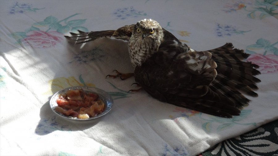 Mersin'de Yaralı Bulunan Atmaca Tedavi Altına Alındı