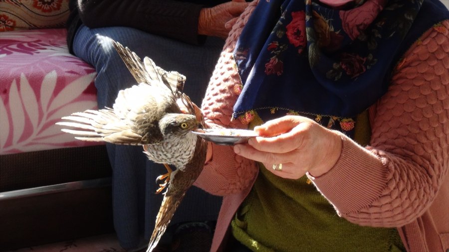 Mersin'de Yaralı Bulunan Atmaca Tedavi Altına Alındı