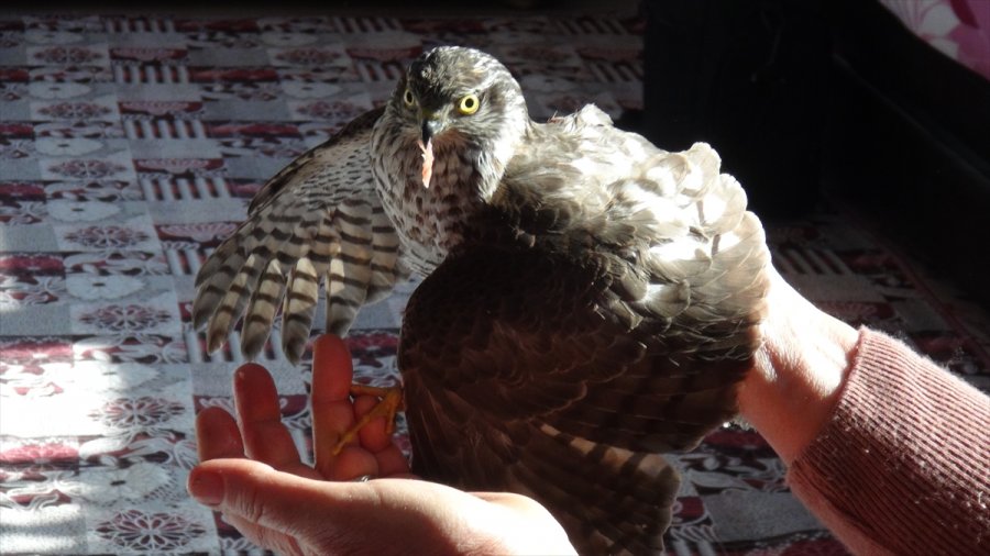 Mersin'de Yaralı Bulunan Atmaca Tedavi Altına Alındı