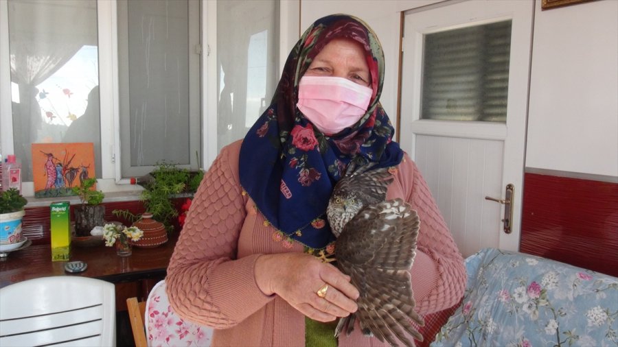 Mersin'de Yaralı Bulunan Atmaca Tedavi Altına Alındı