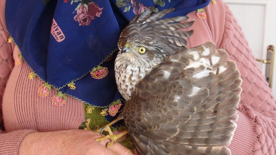 Mersin'de Yaralı Bulunan Atmaca Tedavi Altına Alındı