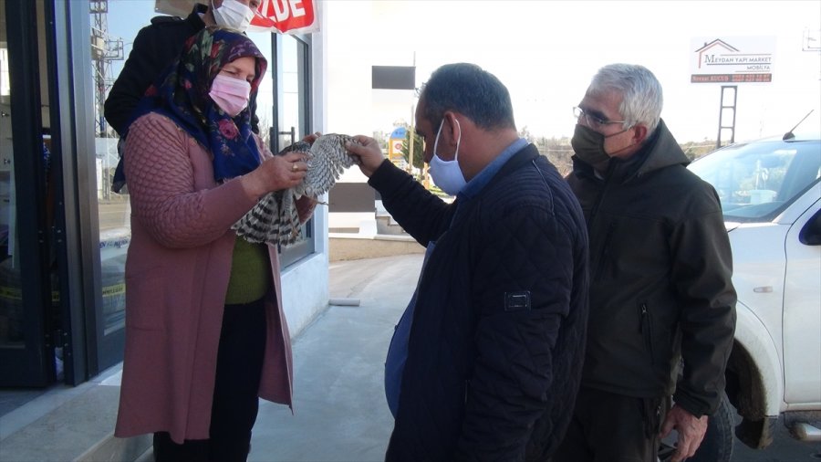 Mersin'de Yaralı Bulunan Atmaca Tedavi Altına Alındı
