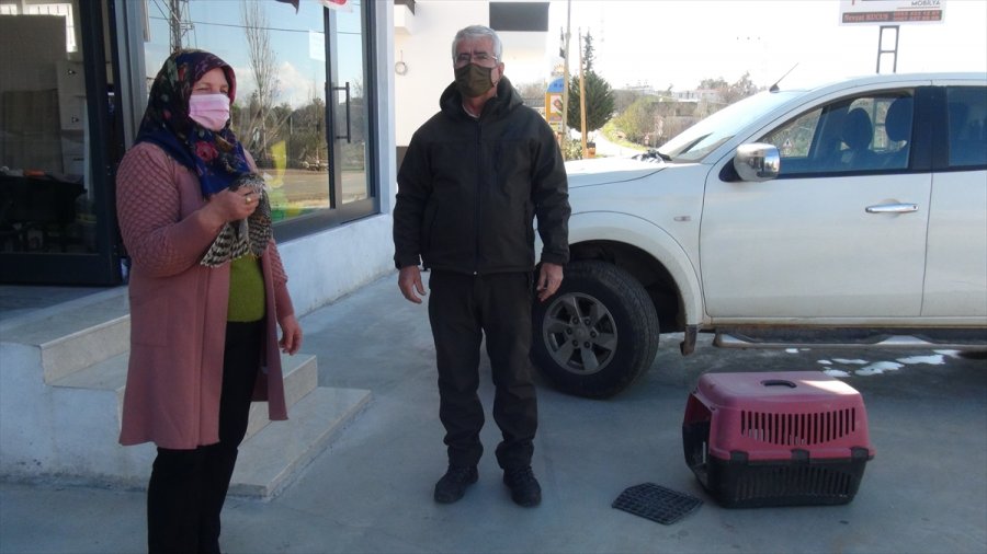 Mersin'de Yaralı Bulunan Atmaca Tedavi Altına Alındı