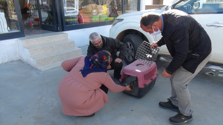 Mersin'de Yaralı Bulunan Atmaca Tedavi Altına Alındı