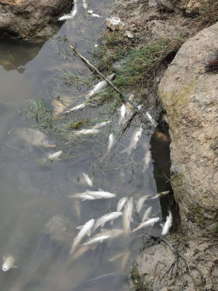Mersin'de Balık Ölümlerine İlişkin İnceleme Başlatıldı