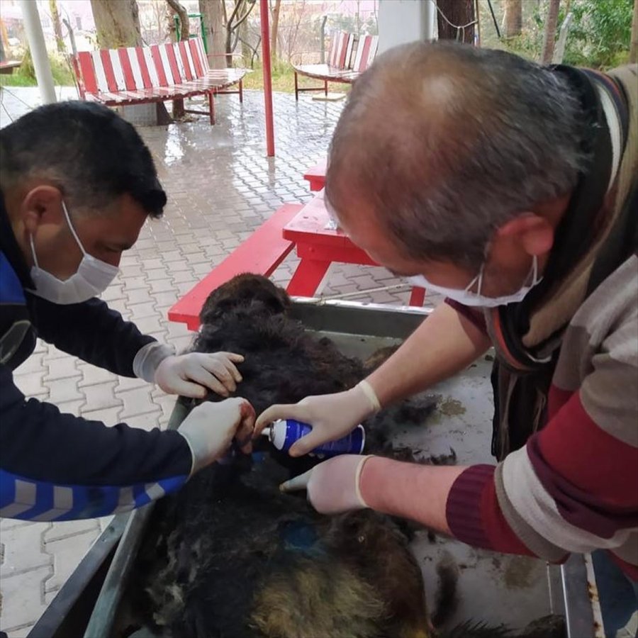 Mut'ta Yaralı Köpek Tedavi Altına Alındı