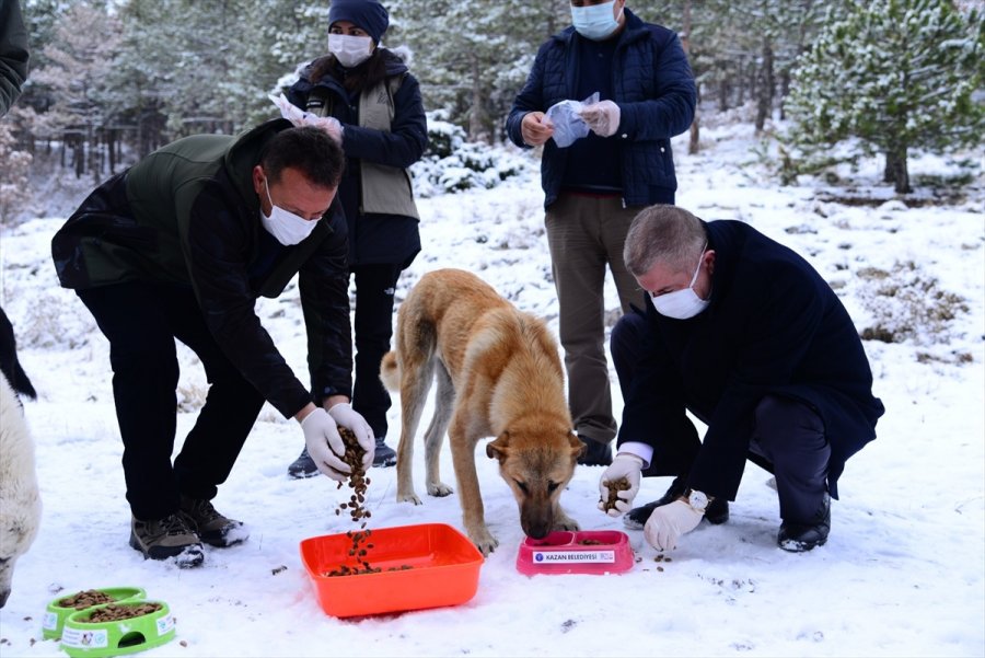 Ankara'da Sokak Ve Yaban Hayvanları İçin Yem Bırakıldı