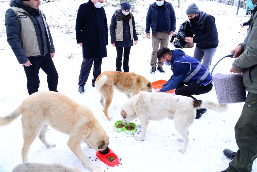Ankara'da Sokak Ve Yaban Hayvanları İçin Yem Bırakıldı