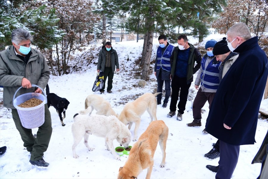 Ankara'da Sokak Ve Yaban Hayvanları İçin Yem Bırakıldı