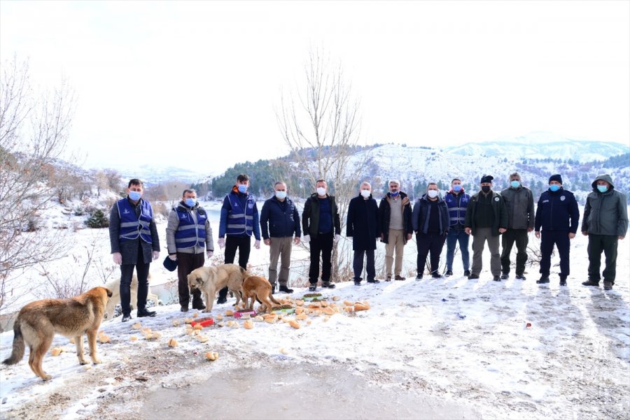 Ankara'da Sokak Ve Yaban Hayvanları İçin Yem Bırakıldı