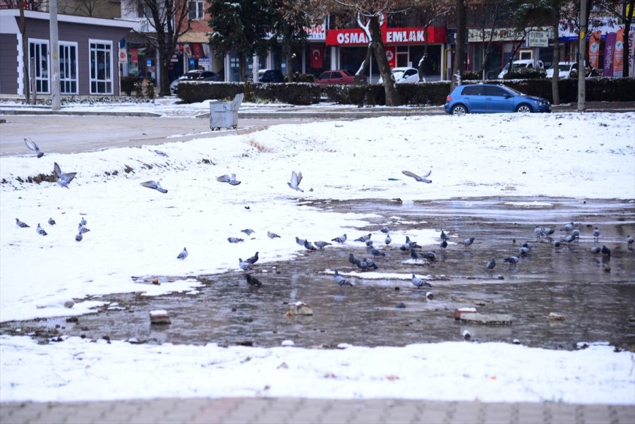 Ankara'da Sokak Ve Yaban Hayvanları İçin Yem Bırakıldı