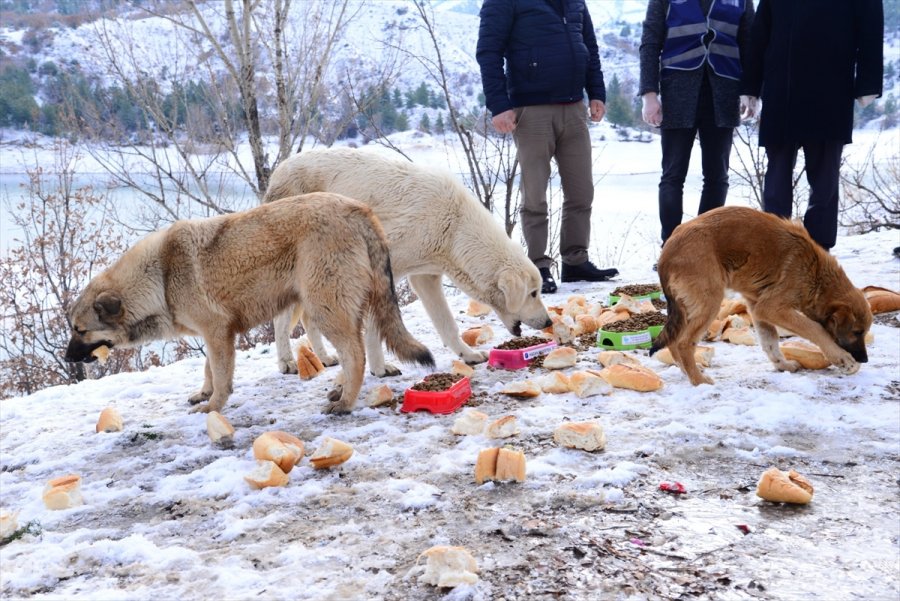 Ankara'da Sokak Ve Yaban Hayvanları İçin Yem Bırakıldı