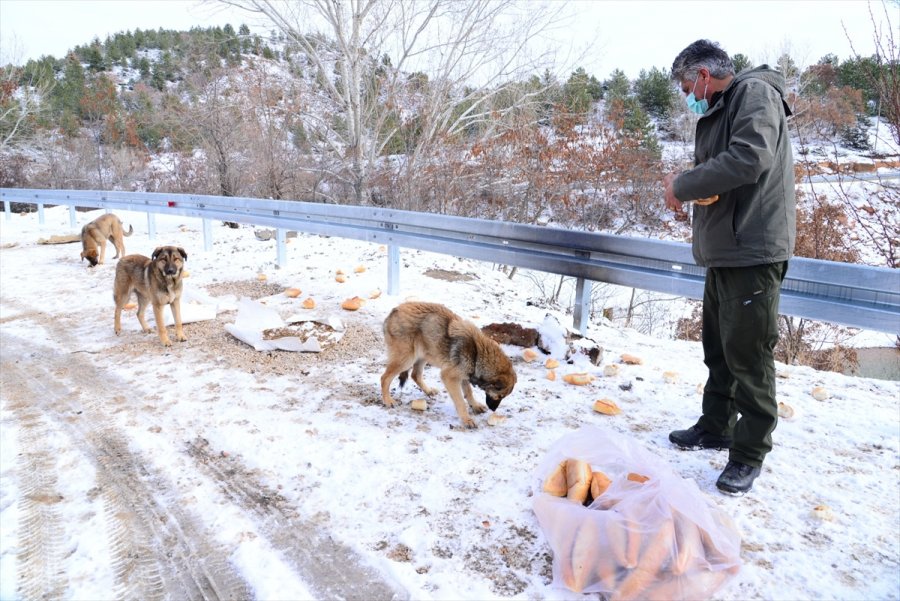 Ankara'da Sokak Ve Yaban Hayvanları İçin Yem Bırakıldı
