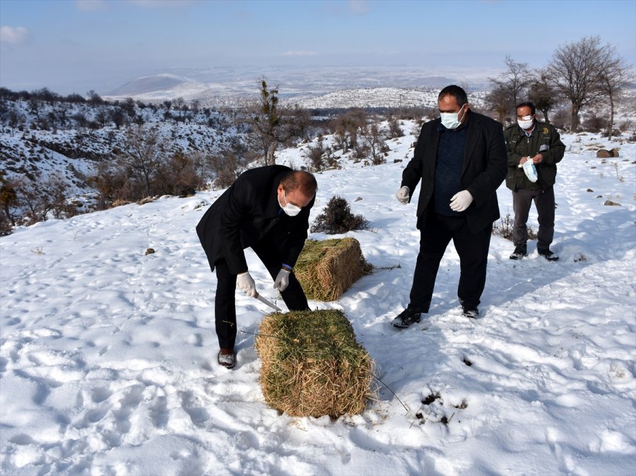 Aksaray'da Yaban Hayvanları İçin Doğaya 10 Ton Yem Bırakıldı