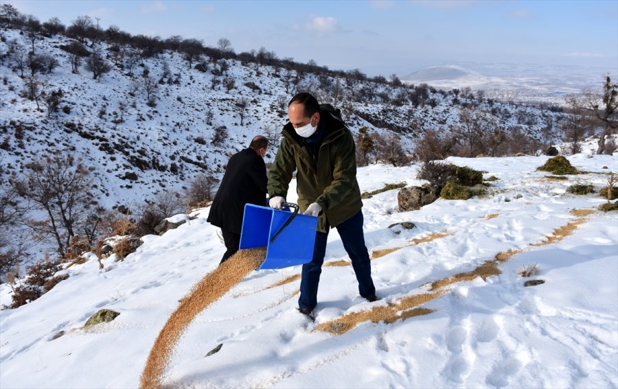 Aksaray'da Yaban Hayvanları İçin Doğaya 10 Ton Yem Bırakıldı