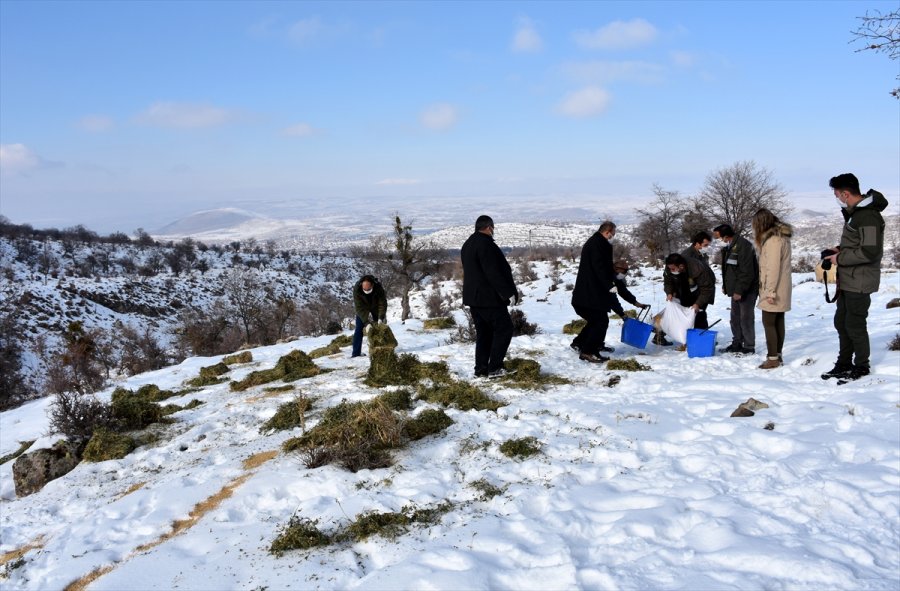 Aksaray'da Yaban Hayvanları İçin Doğaya 10 Ton Yem Bırakıldı