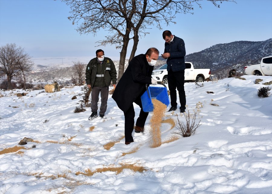 Aksaray'da Yaban Hayvanları İçin Doğaya 10 Ton Yem Bırakıldı