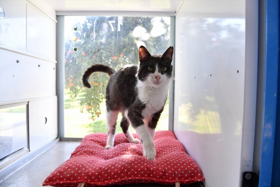 Antalya'da Barınaktaki Hayvanlar İçin Elektrikli Isıtıcı Kuruldu