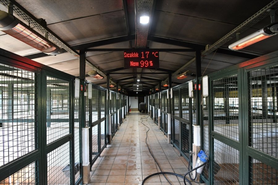 Antalya'da Barınaktaki Hayvanlar İçin Elektrikli Isıtıcı Kuruldu