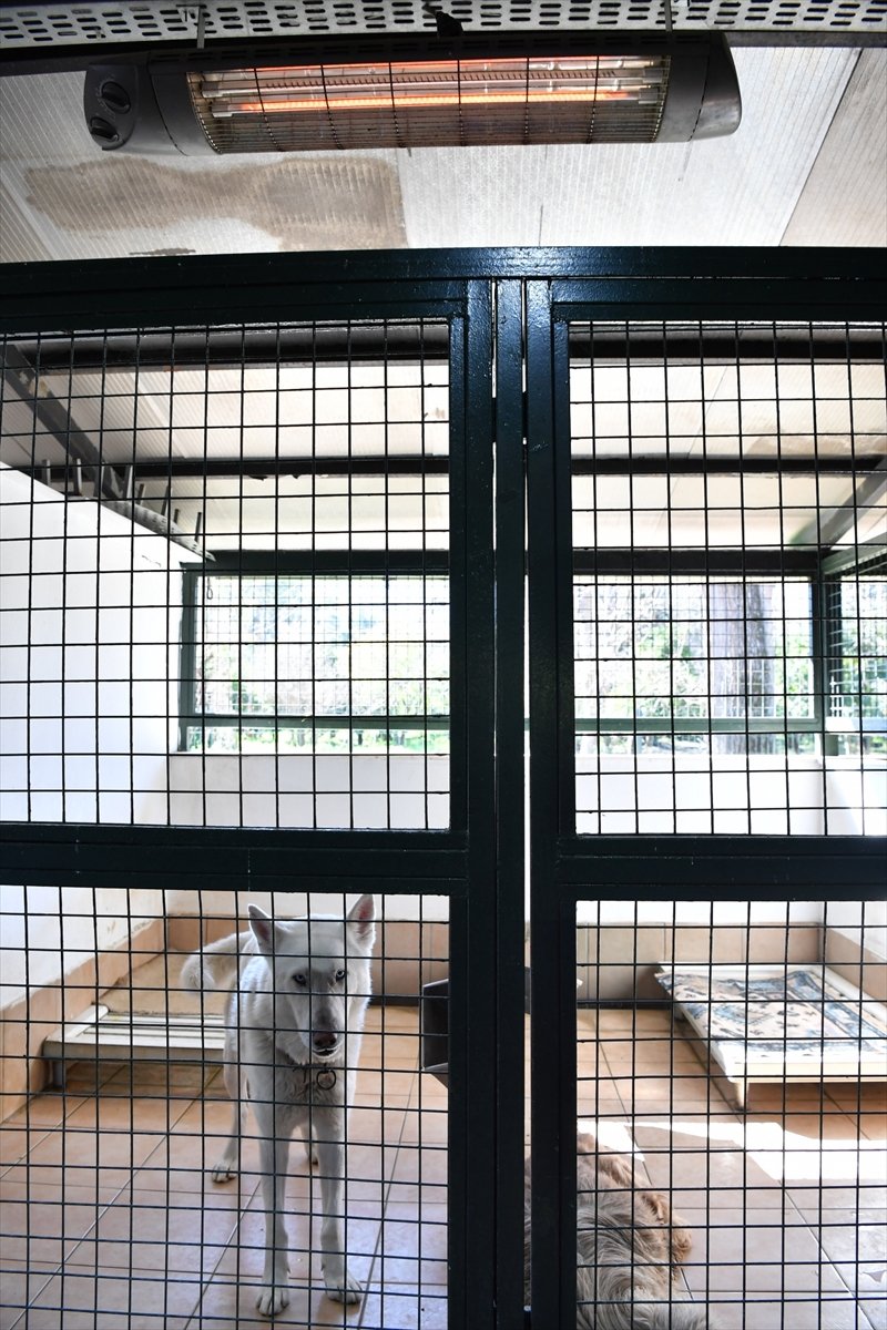 Antalya'da Barınaktaki Hayvanlar İçin Elektrikli Isıtıcı Kuruldu