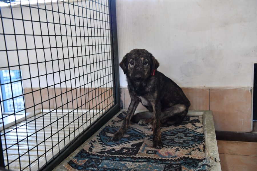 Antalya'da Barınaktaki Hayvanlar İçin Elektrikli Isıtıcı Kuruldu