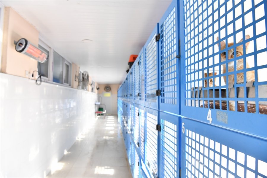 Antalya'da Barınaktaki Hayvanlar İçin Elektrikli Isıtıcı Kuruldu