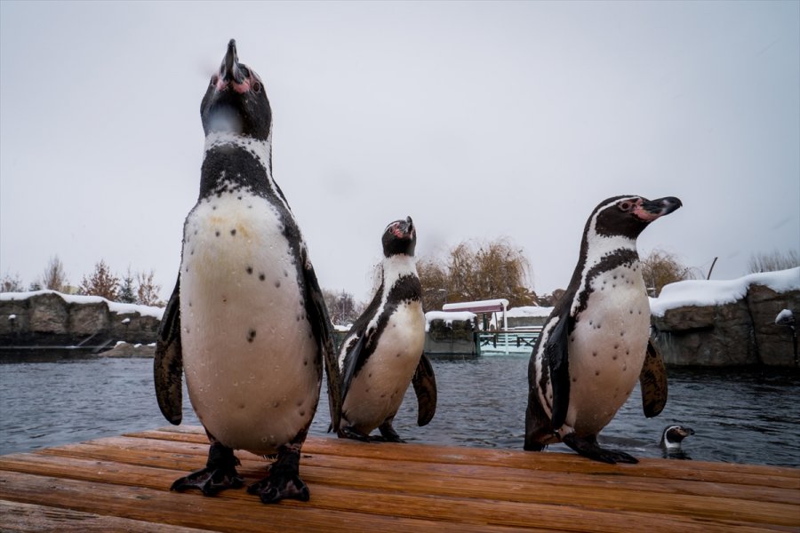 Eskişehir Hayvanat Bahçesi'nin Ev Sahipleri Karın Keyfini Çıkarıyor