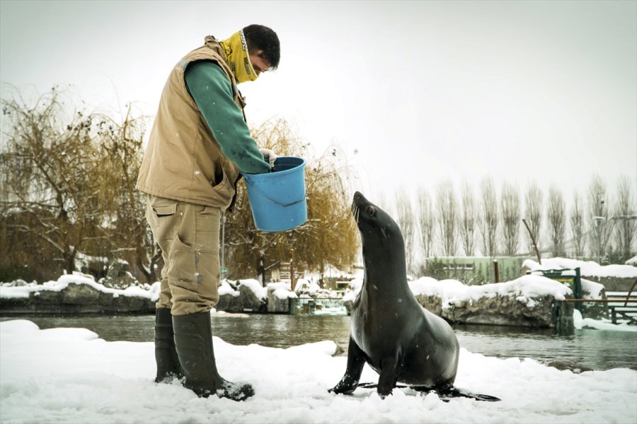 Eskişehir Hayvanat Bahçesi'nin Ev Sahipleri Karın Keyfini Çıkarıyor