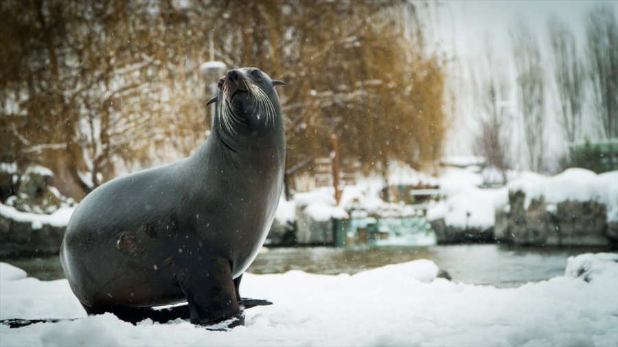Eskişehir Hayvanat Bahçesi'nin Ev Sahipleri Karın Keyfini Çıkarıyor