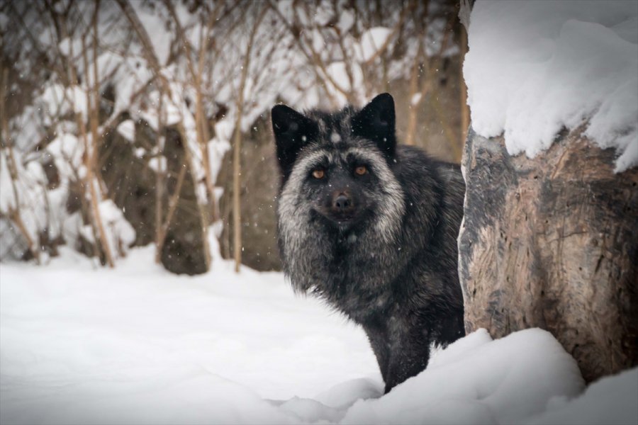 Eskişehir Hayvanat Bahçesi'nin Ev Sahipleri Karın Keyfini Çıkarıyor
