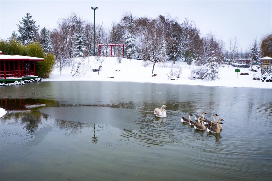 Eskişehir Hayvanat Bahçesi'nin Ev Sahipleri Karın Keyfini Çıkarıyor
